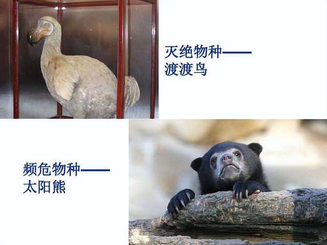 科学家警告：种种迹象已经表明，地球可能正进入第六次生物大灭绝