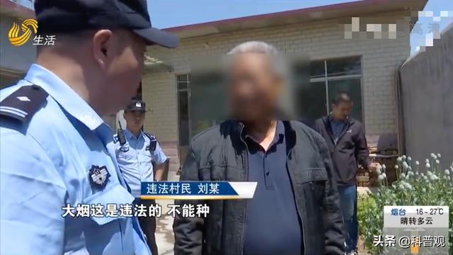屡次发生！村民种罂粟近千株，炒菜当味精放，殊不知已经犯法