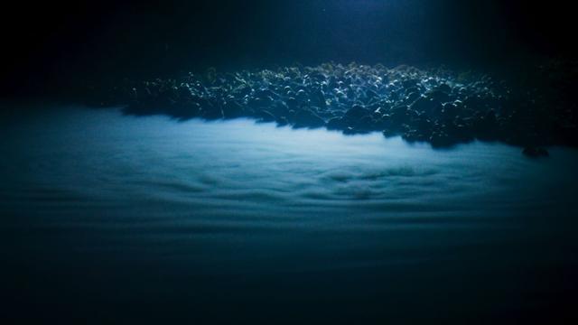 海底一万米到底有多么恐怖？胆大的潜水员看到都害怕