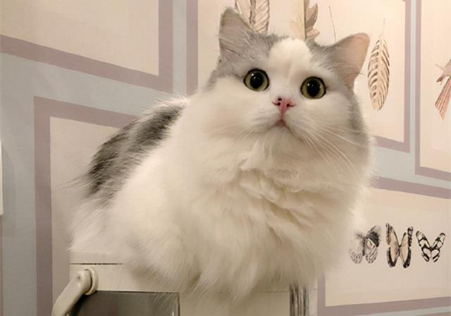 八面玲珑，长辈眼中“乖孩子”，朋友眼中“疯孩子”的星座