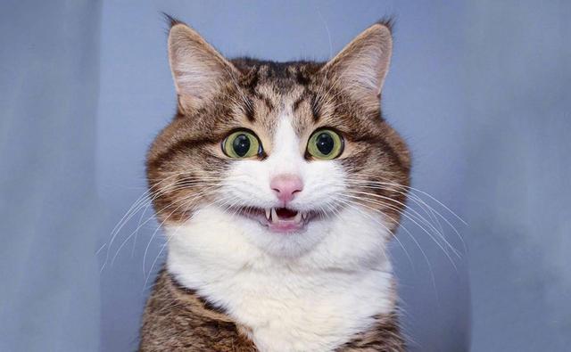 幽默且风趣，瞬间笑喷，笑到肚子疼的笑话