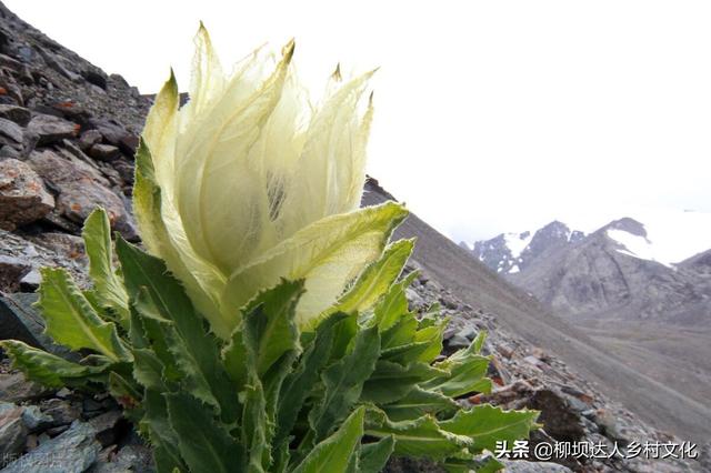 天山雪莲花