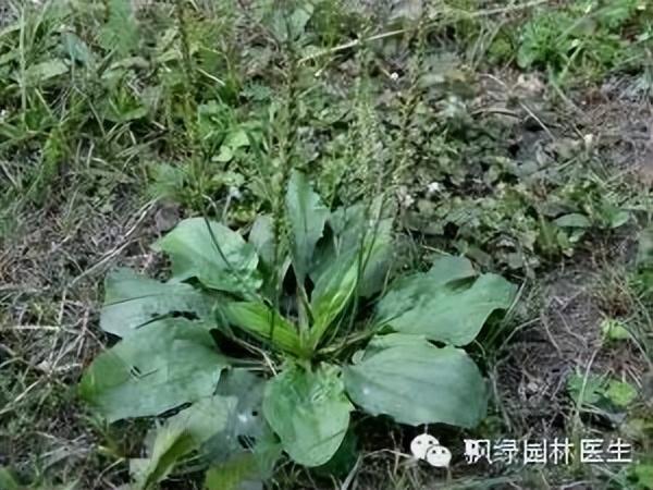 春季草坪杂草化学防除技术3