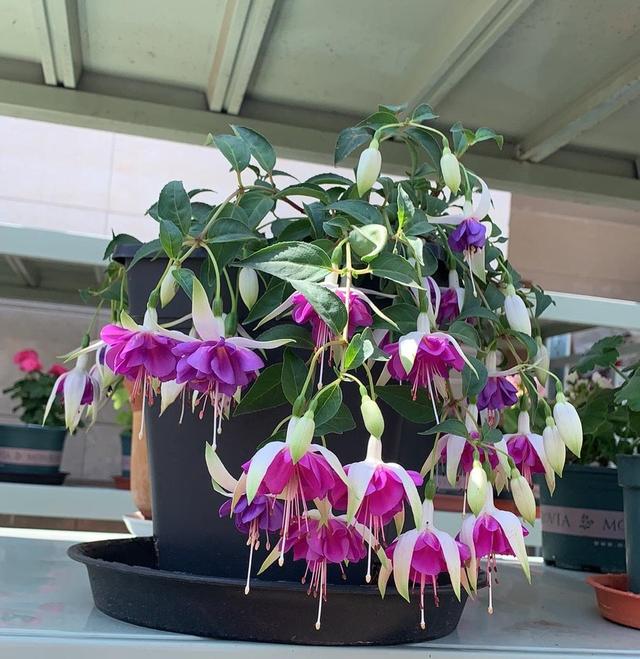 灯笼花 灯笼花（灯笼花的功效与作用） 生活