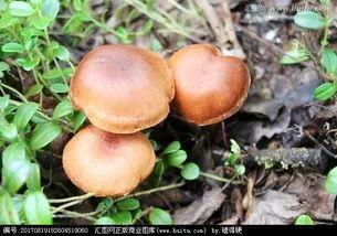 萝卜、白菜和土豆