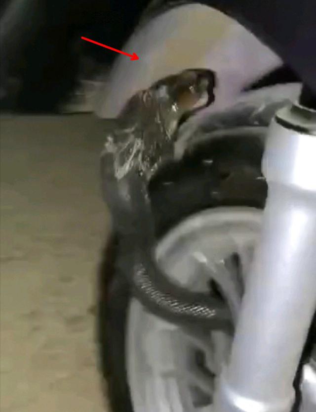 惠州钓友夜钓回家，竟与一条眼镜蛇一路同行，钓友：头就在我脚边