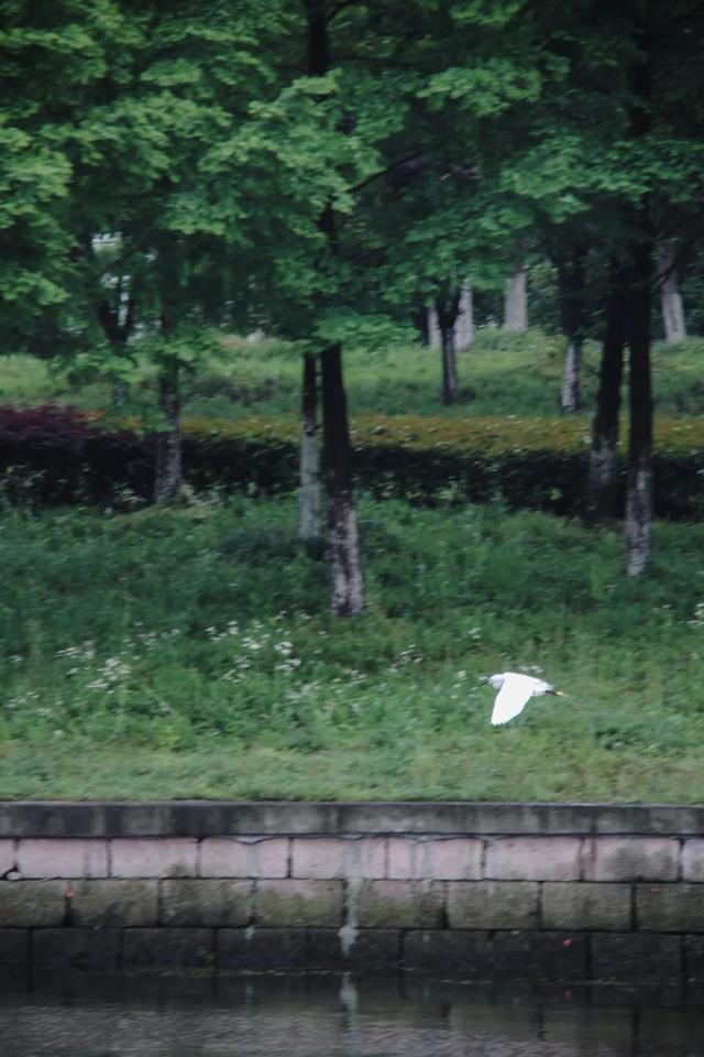 「唐叙」雨后河边石上饮，落花香褪茶香飘