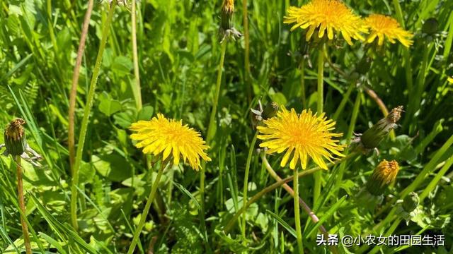 10种“神仙草”，春天采摘正当时，味道鲜美，还有益健康