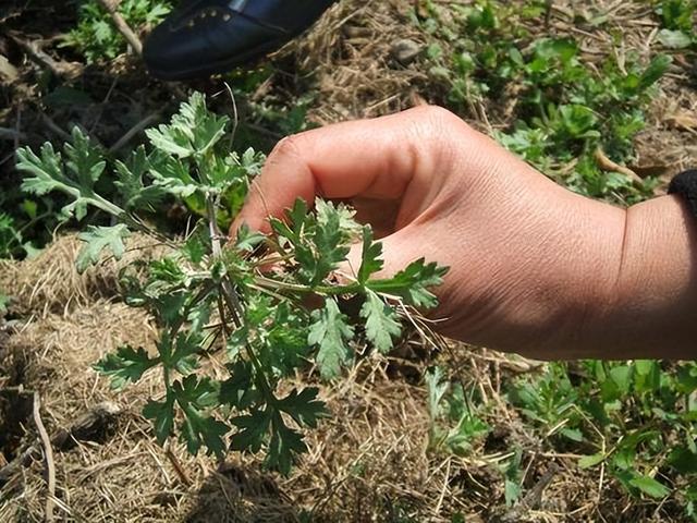 吃蕨菜有害健康？辟谣：3种野菜或可放心食用，你吃对了吗？