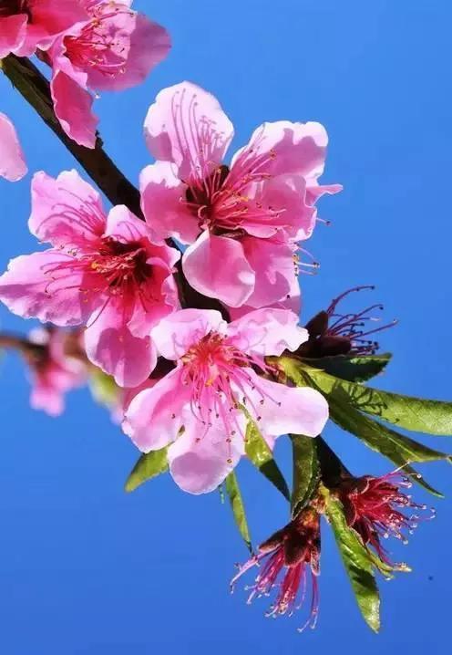 各种花开的时间 各种花开的时间（各种花开的时间表以及状态） 生活