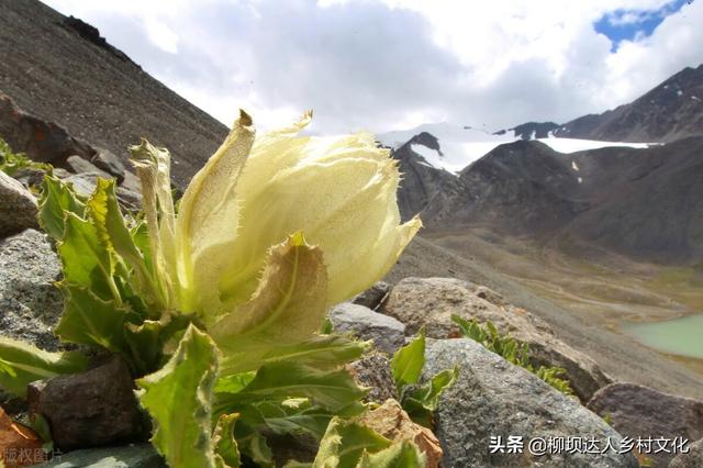 天山雪莲花