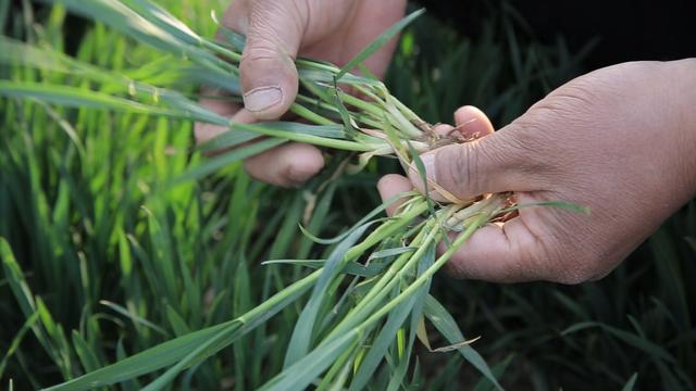 减少枯白穗，小麦根腐病啥时候打药效果好？2个时期要注意2