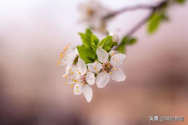 “春天送你一首诗”朗诵诗选之一