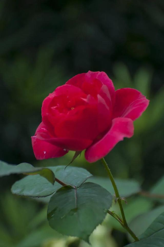 美丽的鲜花，姹紫嫣红，令人心情大好