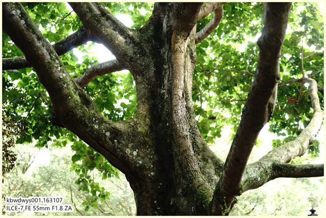 生活雜記：坡島散記08——流連忘返植物園