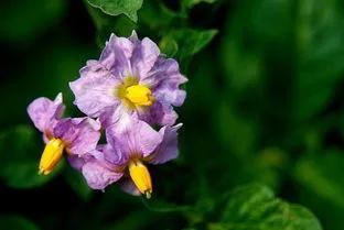萝卜、白菜和土豆