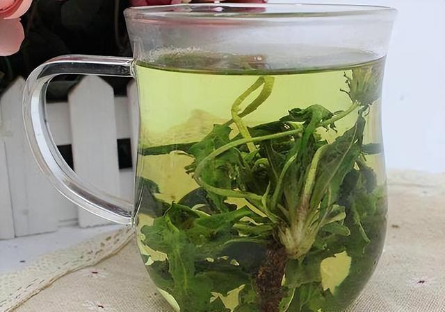 长期喝蒲公英泡水，身体会收获啥好处？提醒：5类人最好别凑热闹
