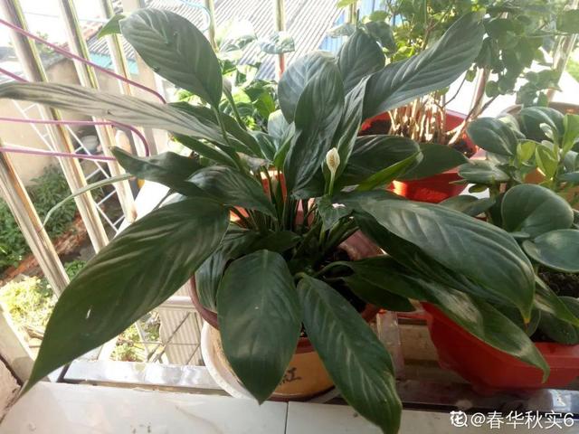 9种花，现在不能搬出门，屋里再躲半个月，不然就冻死
