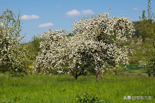 果树花开，采用怎样的催花、保花保果和疏花疏果的措施2