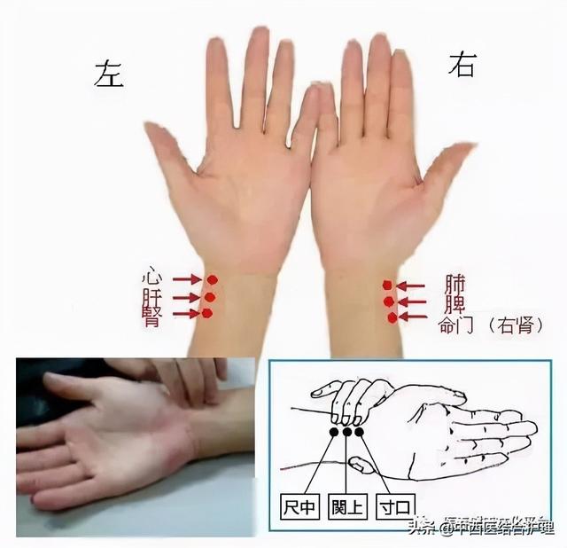 「中医二十八脉」中医二十八脉分脉脉歌及全部脉象动态图