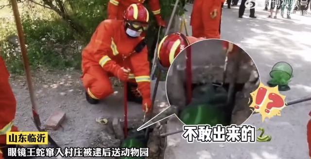 3米眼镜王蛇现身村道，为何各地频繁出现毒蛇，或许是人为的？