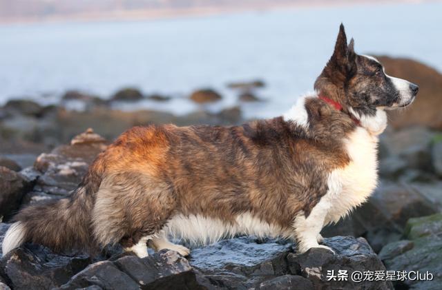 威尔士柯基犬