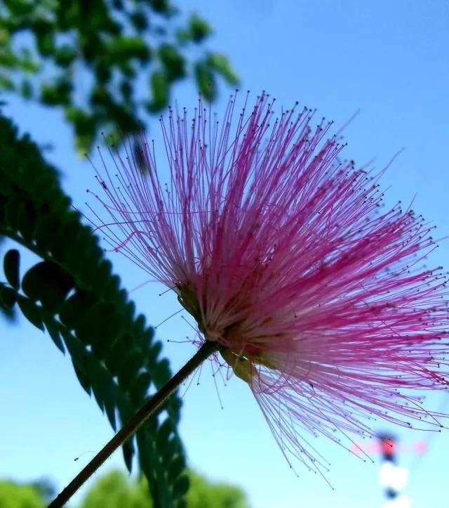 苦情花