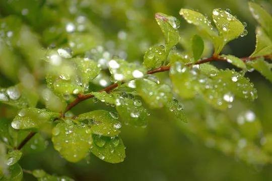 「散文」春雨 春雨