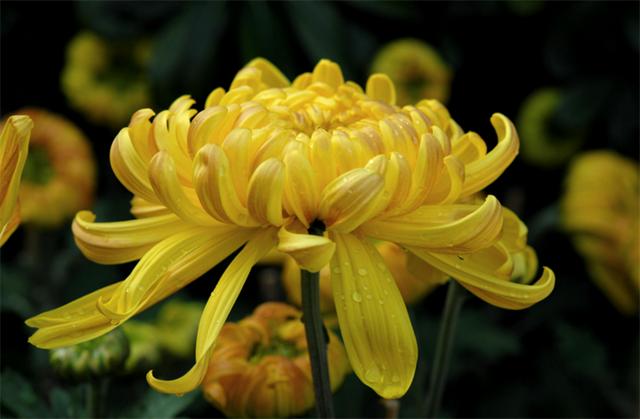 植物知识：菊花11月份可以连根移栽吗？掌握好4个注意事项，可以