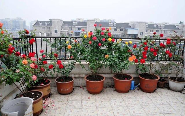 月季花的栽培