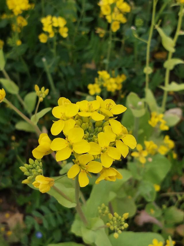正当春花烂漫时