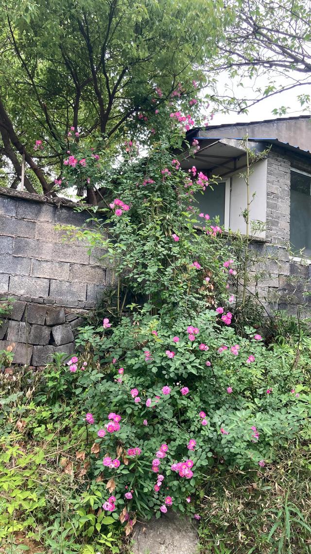 用一颗热爱生活的心，打造自己想要的乐园，余生过自己想过的生活
