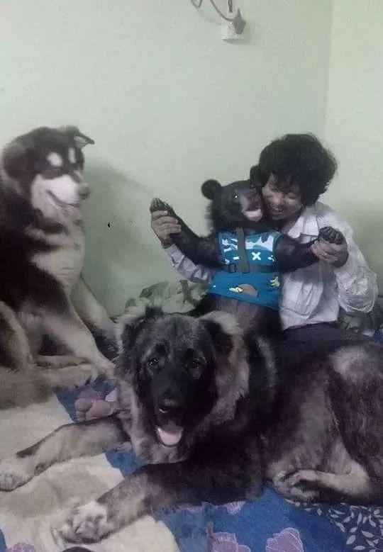 突发！缅甸著名网红“养熊人”被熊咬死，爱犬救主心切也命丧熊口