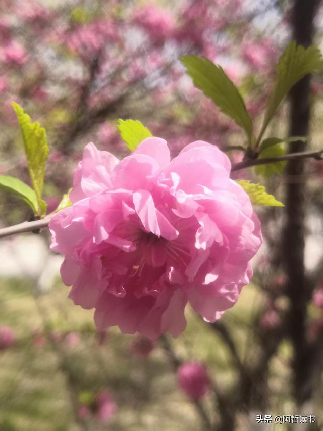 春光明媚，粉红的榆叶梅正芳菲，美美的令人陶醉