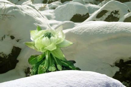 天山雪莲花