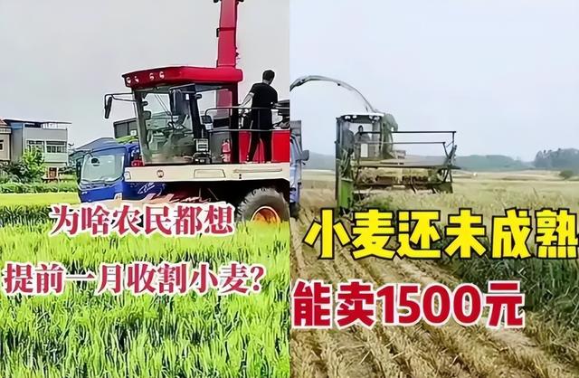 粮价大涨，谁在收购小麦青苗？什么目的？官方点评来了