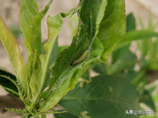 防治桃树上的蚜虫和食心虫，用这一个配方，一次就能杀干净3