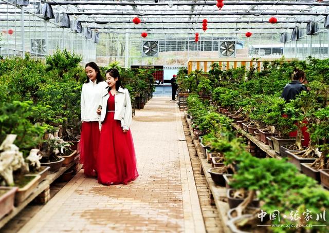 【奋进新征程 建功新时代——喜迎省第十四次党代会】大阳镇：花卉种植铺就乡村振兴路