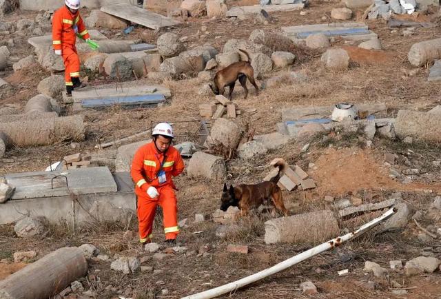 搜救犬多厉害？500平方米1滴血，搜救犬用时87秒就找到