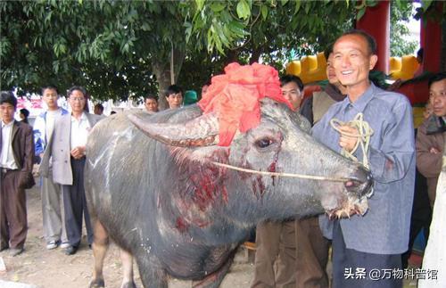 贵州一头老牛去世，500多人为其送葬，主人给它立碑，什么原因？