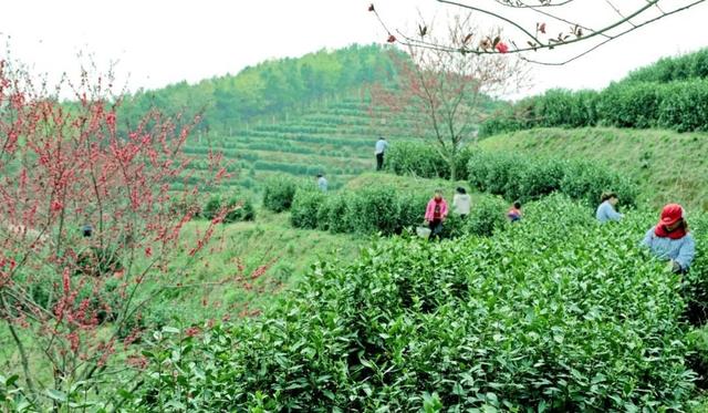 光山白茶喜获丰收 不负春光采摘忙