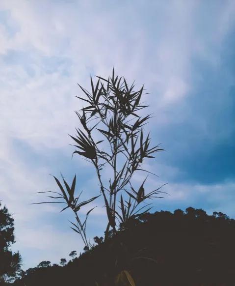 人生九字箴言：不害怕，不后悔，不强求
