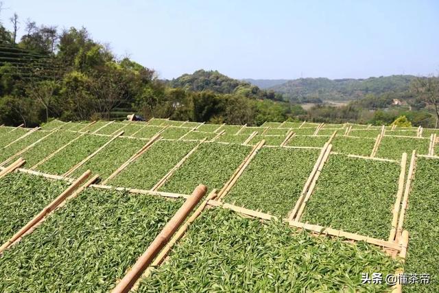 台湾茶叶品牌