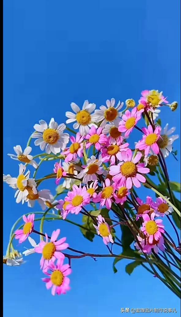 阳春三月，万花丛中娇美溢，千朵万朵压枝低