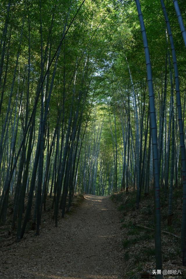 鹅毛竹 鹅毛竹（鹅毛竹图片） 生活