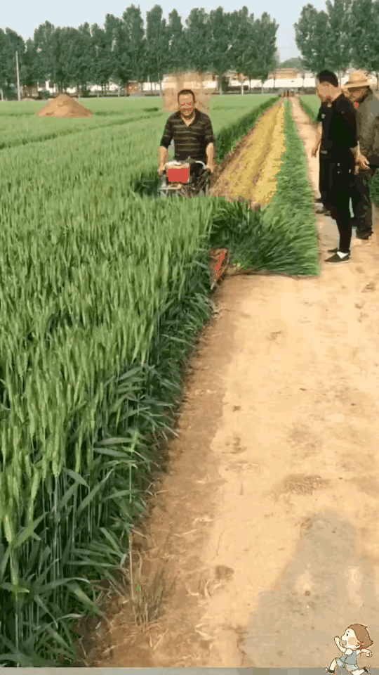 小麦青储疑云，把没熟的麦子割了怎么可能更赚钱？