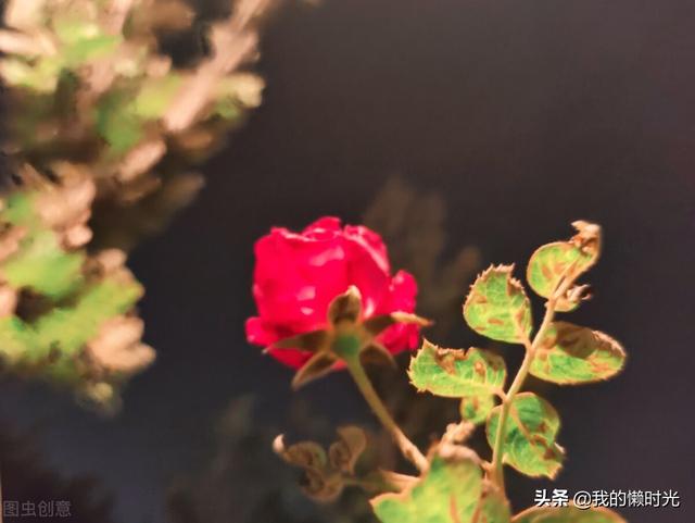 受到君君的冷落，我独自来到花园，看百花百态，幡然醒悟
