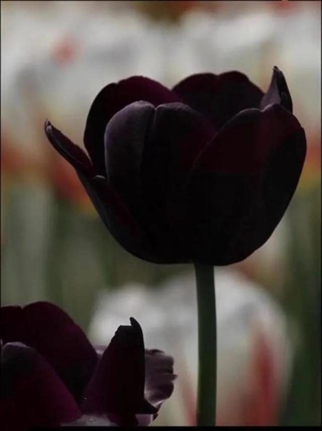 黑色郁金香的花语图片