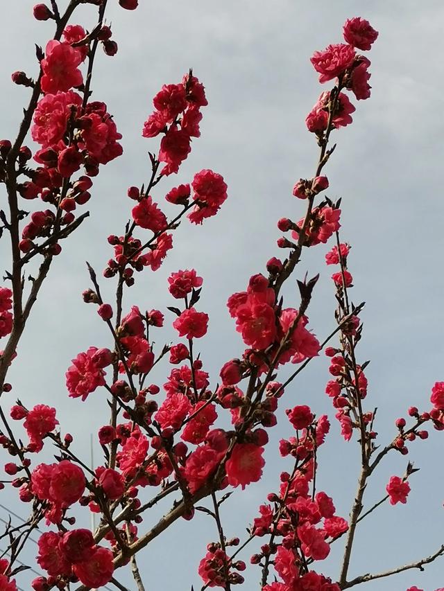 在这桃花朵朵开的季节，多少人迷恋在春光的快乐……全