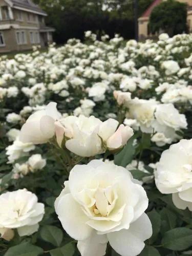 粉玫瑰的花语
